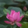 蓮・・・⑦