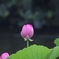蕾