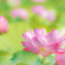 花弁の恋