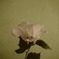  Hibiscus syriacus：無窮花