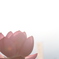花　その38