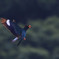 ブッポウソウ～１