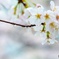 雫