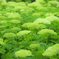 神戸市立森林植物園
