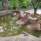 カピバラの行水