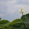 花　その43