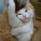DSC04168