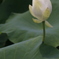 花　その44
