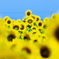 ☆Sunflower hill