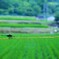 夏の始まり蜻蛉の行く先