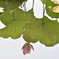 水蓮華