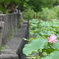 蓮3