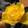 薔薇