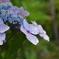＊紫陽花
