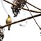 鳥、木の実啄む。