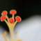 HibiscusⅡ