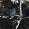 夏告鳥