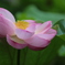 蓮の花（4）