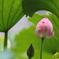 蓮の花（6）