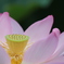 蓮の花（7）