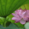蓮の花（8）