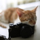 cat & MX-1