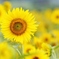 ☀に　逢いに　行く　♪