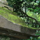 苔４