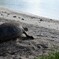 海に帰るアオウミガメ