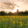 sunset sunflower