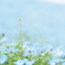 青い海のぺんぺん草