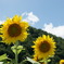 夏日ですなあ。