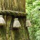 戸隠神社　樹齢400年杉　
