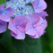 泣露紫陽花
