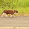昨日のドライブと猫