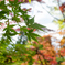 青紅葉　２
