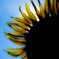 SUNNY DAY SUNFLOWER