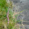 DSCN0147