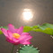 蓮花