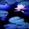 池に打ち上がる花火
