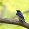 僕にとって「幸せの青い鳥」
