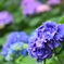 紫陽花な季節