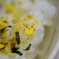 ひよこ