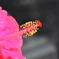 儚き花　「ハイビスカス」