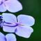 Blue flower