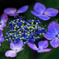 Flower ring