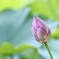つぼみ