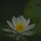消えそうな花
