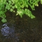 涼　～哲学の道　モミジと琵琶湖疎水～