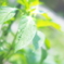 雨上がり